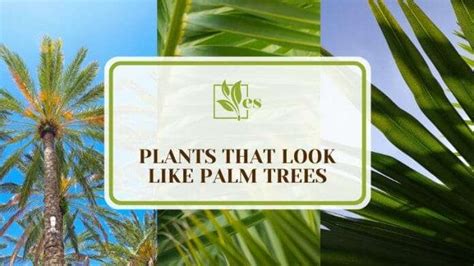 20 Plants That Look Like Palm Trees But Arent The Same Evergreen Seeds