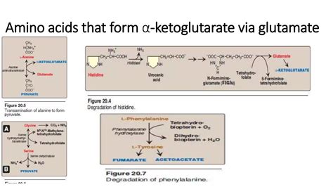 Glucogenic And Ketogenic Amino Acids Lec 20 PPT