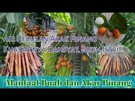 Khasiat Manfaat Buah Dan Akar Pinang Jambe Khasiat Akar Jambe Youtube