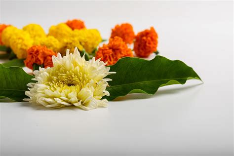 Marigold Flower rangoli Design on white background. 5365752 Stock Photo ...