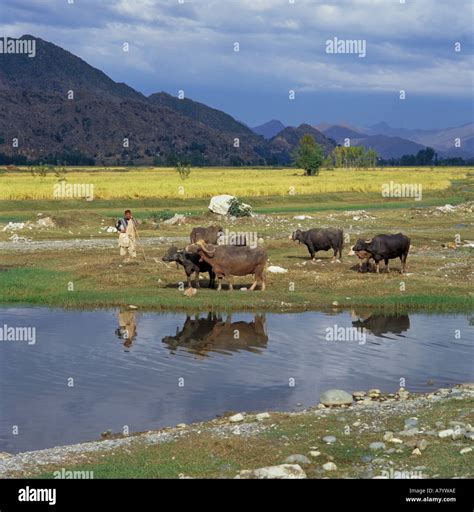 Pakistani Pathan farmer tending his cattle by the Swat River the ...