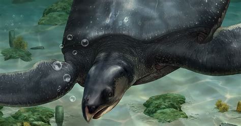 Ancient Giant Sea Turtle The Size Of Rhino Discovered In Spain