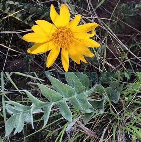 A Photo Guide To Wyoming Wildflowers