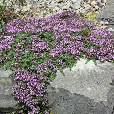 Thymian Coccineus Thymus Serpyllum Coccineus Geben Sie Dem