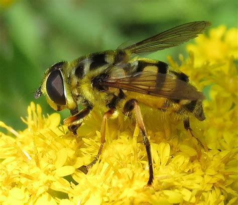 Gemeine Doldenschwebfliege Myathropa Florea Flickr