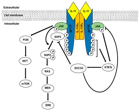 Biomedicines Free Full Text Interleukin Il Role S In