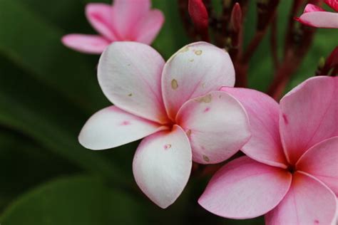 Flor De Mayo