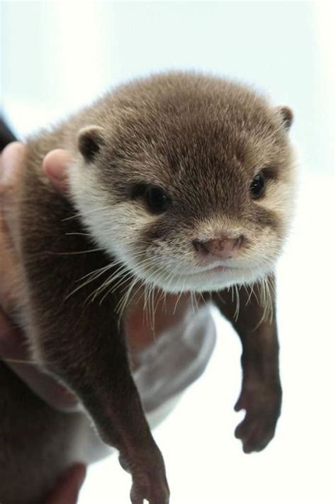 Interesting Facts and Adorable Photos of Baby otters that will Melt ...