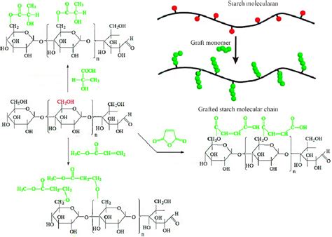 In Situ Solid Phase Polymerization Of Corn Starch And Hydrophobic