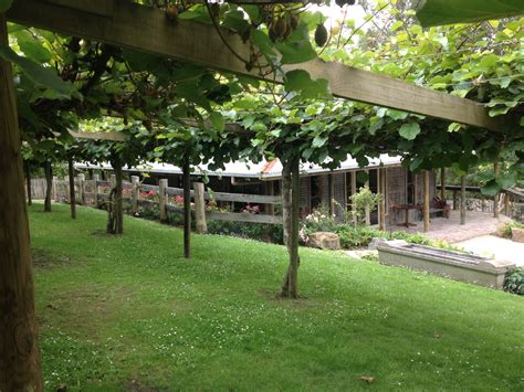 Kiwi Fruit Vines in Garden Arch Structures