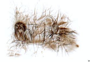 Prohibited Book Luscious Hentai Manga Porn