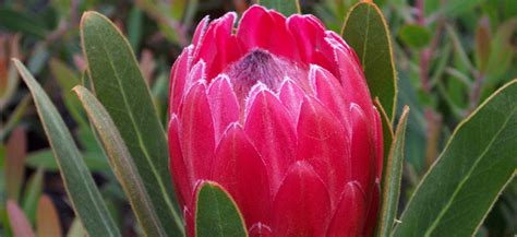 Protea Special Pink Ice Flower Power