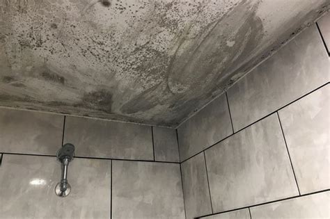 What Is Black Mould In Bathroom Artcomcrea