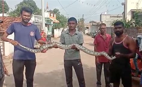 There Was A Stir As Soon As A Huge Python Was Found In The Temple The