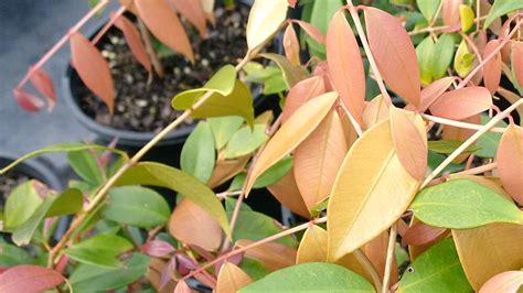 Syzygium Cascade Buy Online Able Nursery Gold Coast Brisbane