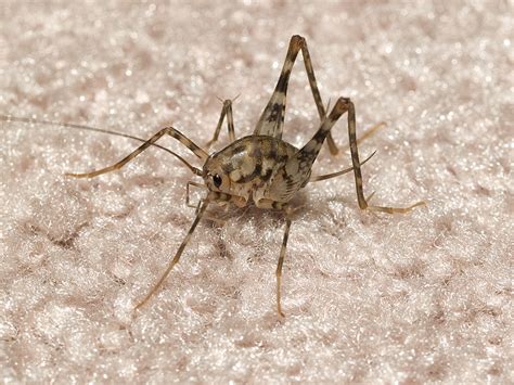 top ten weird bugs flashcards memorang