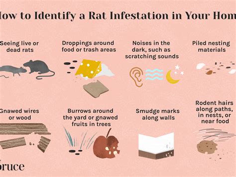 How Do Rats Get In Your House at Reynaldo Leahy blog
