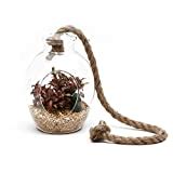 Modern Globe Manzanita Forest Moss Terrarium