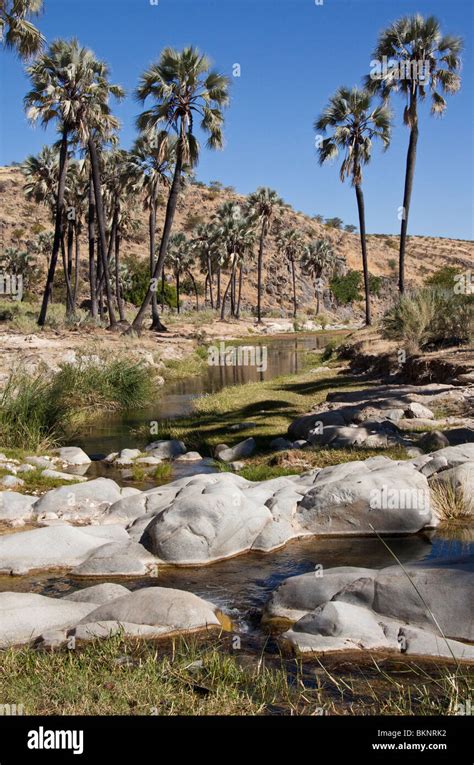 Oasis in the Namib Desert in Namibia Stock Photo - Alamy