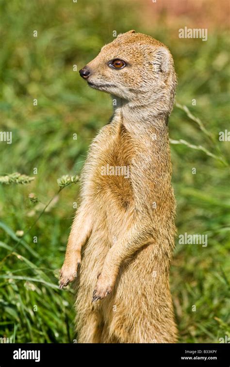 Yellow Mongoose Red Meerkat On The Look Out Stock Photo Alamy