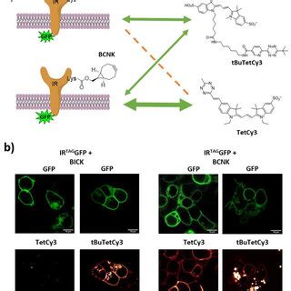 A Live Cell Bioorthogonal Labeling Scheme Of Overexpressed Insulin