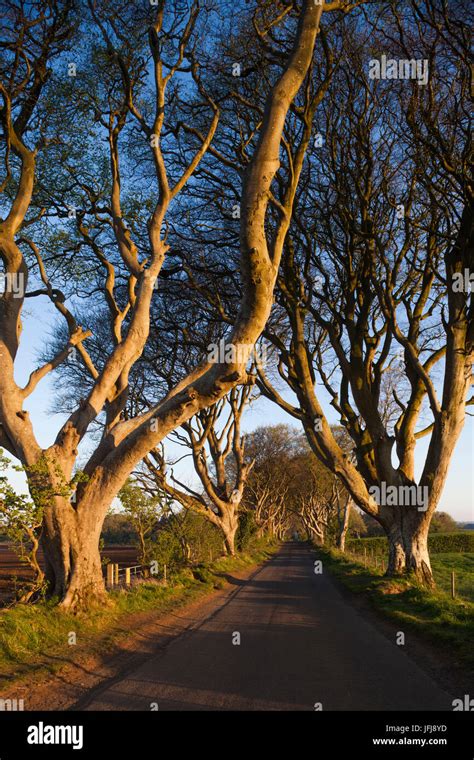 UK, Northern Ireland, County Antrim, Ballymoney, The Dark Hedges, tree ...