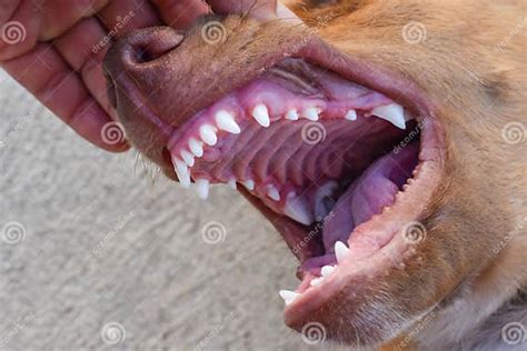 Close-up of a Dog Teeth Inside the Dog S Mouth Stock Image - Image of ...