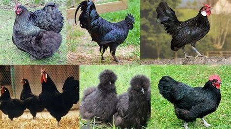 10 Black Chicken Breeds You Can Easily Raise