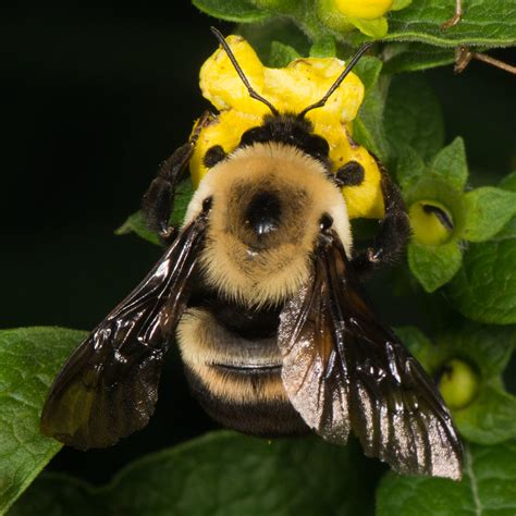 Bombus Griseocollis Brown Belted Bumble Bee Dsc1153cc Flickr