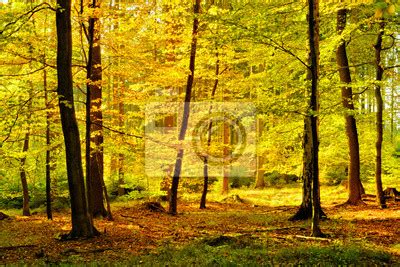 Outono Floresta Ensolarada De Rvores De Folha Caduca Folhas