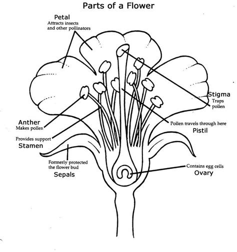 Flower Dissection Diagram Teaching Visual Aid Flower Dissect