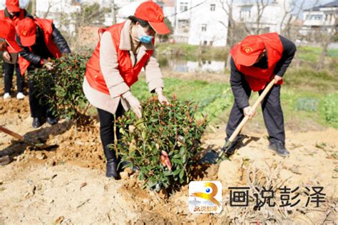 新春添新绿，浪溪镇开展义务植树活动机关干部