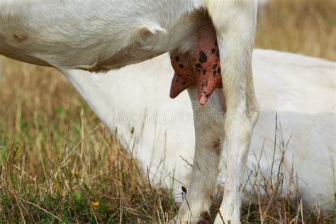 Big Udder Goats A Close Up Stock Photo Image Of Standing 164100196