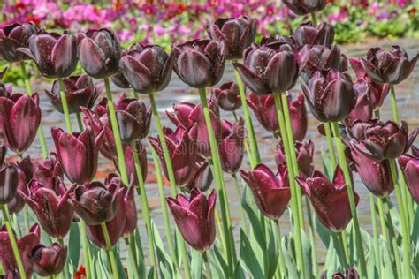 Dark red tulips stock image. Image of close, floral, blossom - 40839749