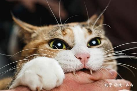 猫咪爱咬人怎么办？教你6招，戒掉猫咪的坏习惯 知乎