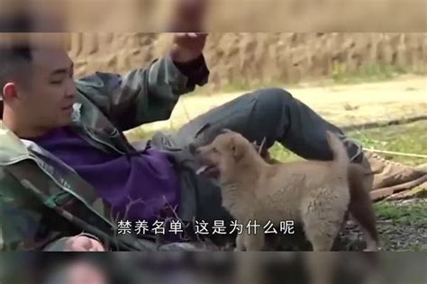 为什么中华田园犬不能办狗证，宠物狗却可以？答案让人无法接受 田园 答案 中华