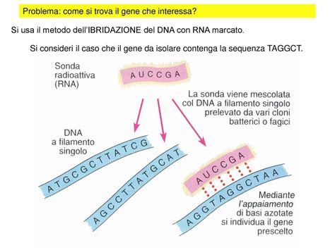 Ricombinazione Genetica Ppt Scaricare