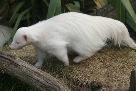 30 Fascinating Albino Animals Showcasing Natures Rare Wonders