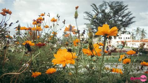 Hive Cebu Pitik Photography Shots 82 Numerous Sulfur Cosmos PeakD