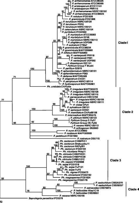 Phylogenetic Analysis Of Pythium And Phytophthora Isolates Based