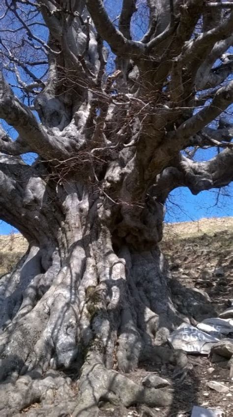 Vecchio Faggio E Contalestorie Un Libro Sulla Natura E I Suoi