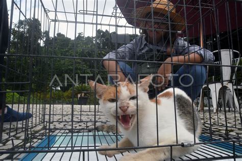 PELEPASAN KUCING LIAR YANG TELAH DI STERILISASI ANTARA Foto