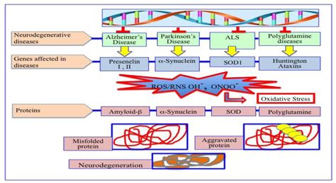 Molecular Mechanisms Of Neurodegenerative Disease NDD