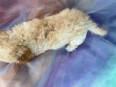 Iowa Puppies Available Now Bichon Poodles And Mini Goldendoodles