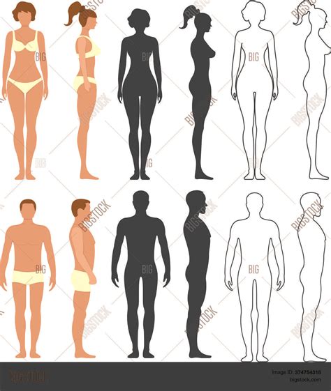 Male Female Anatomy Vector Photo Free Trial Bigstock