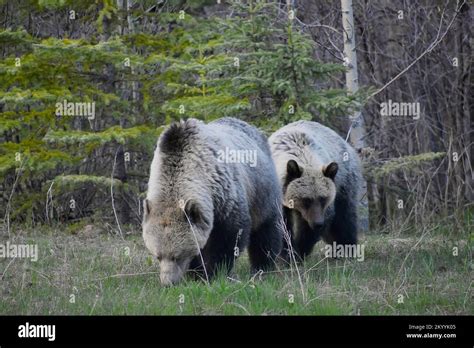 Grizzly Bears in Canada Stock Photo - Alamy