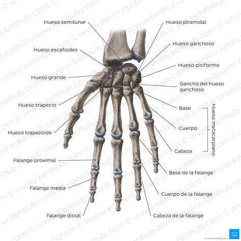 Huesos Del Carpo Anatomía Y Relaciones Kenhub