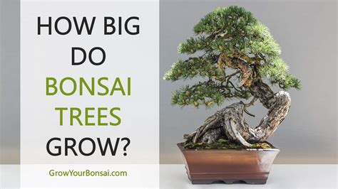 How Big Do Bonsai Trees Grow Grow Your Bonsai