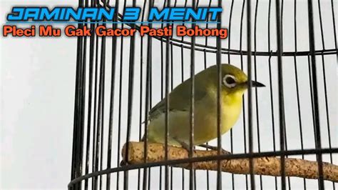 PANCINGAN PLECI BETINA BIRAHI Bikin Pleci Jantan Birahi YouTube