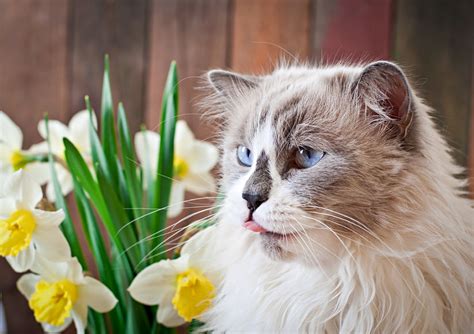 Plants Poisonous To Cats - Cats - Pets Training and Boarding